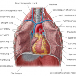 pulmonary anatomy pulmonary anatomy
